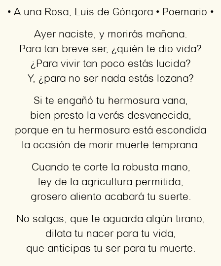 Imagen con el poema A una Rosa, por Luis de Góngora