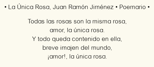 Imagen con el poema La Única Rosa, por Juan Ramón Jiménez